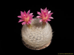 Eriosyce senilis subsp. senilis (Neoporteria nidus Form) 2361